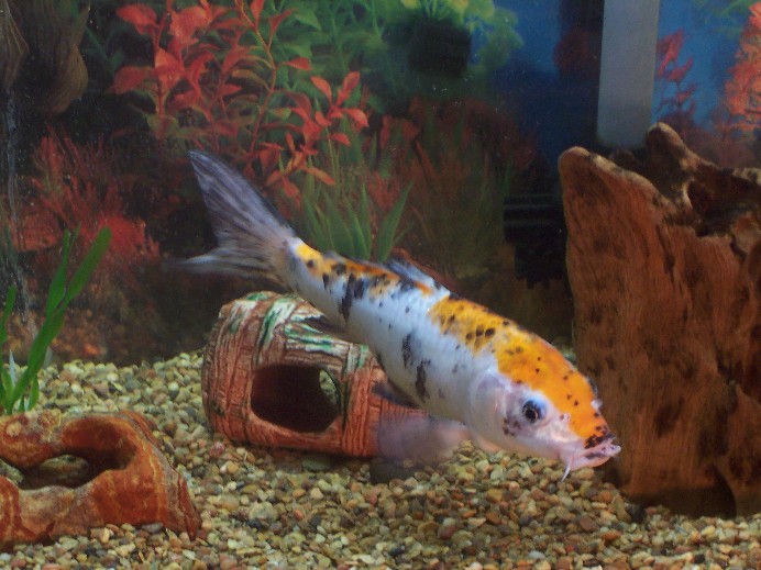 fluffy goldfish