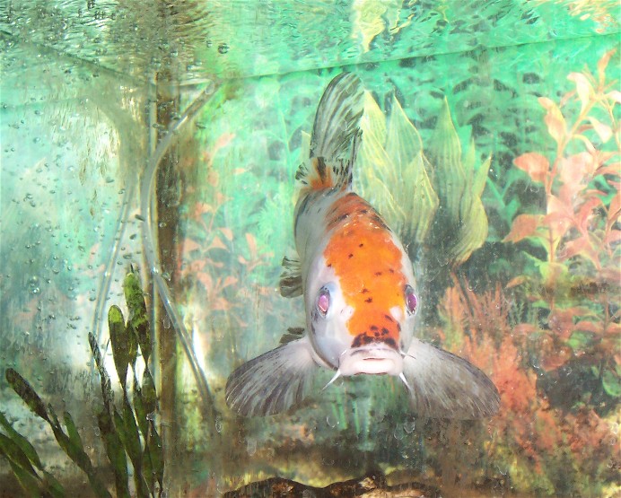 fluffy goldfish